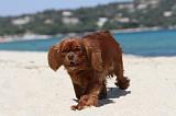 CAVALIER KING CHARLES 122